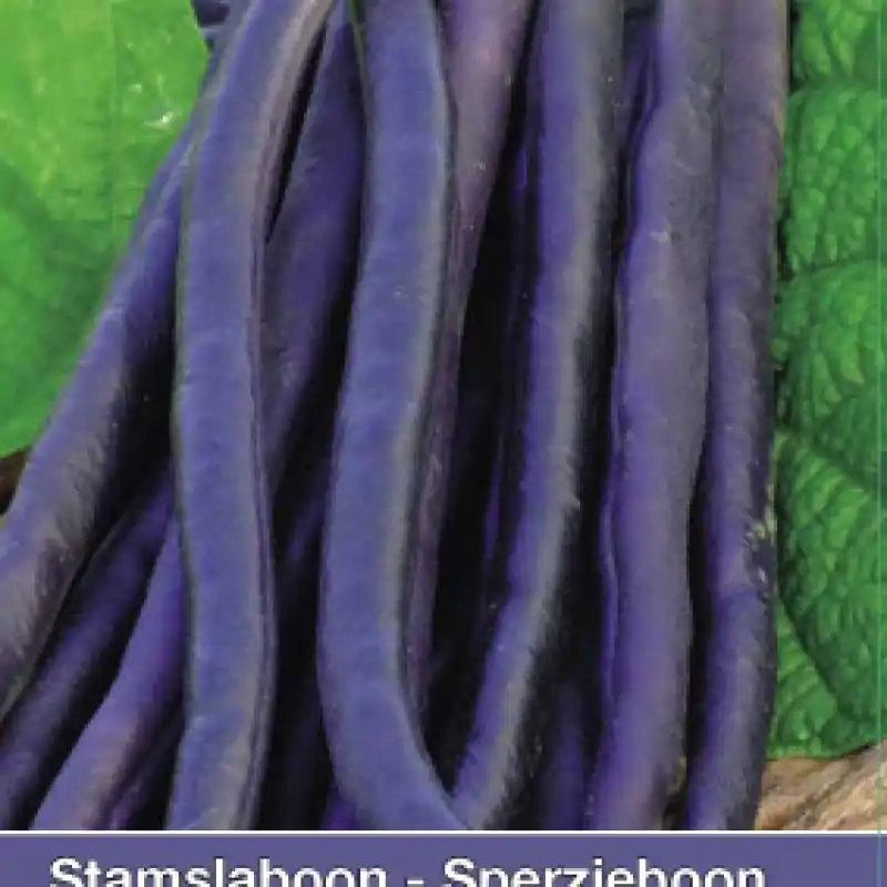 Stamslaboon, Phaseolus vulgaris ‘Amethyst‘, 30 gr. -zaden- - Shop nu