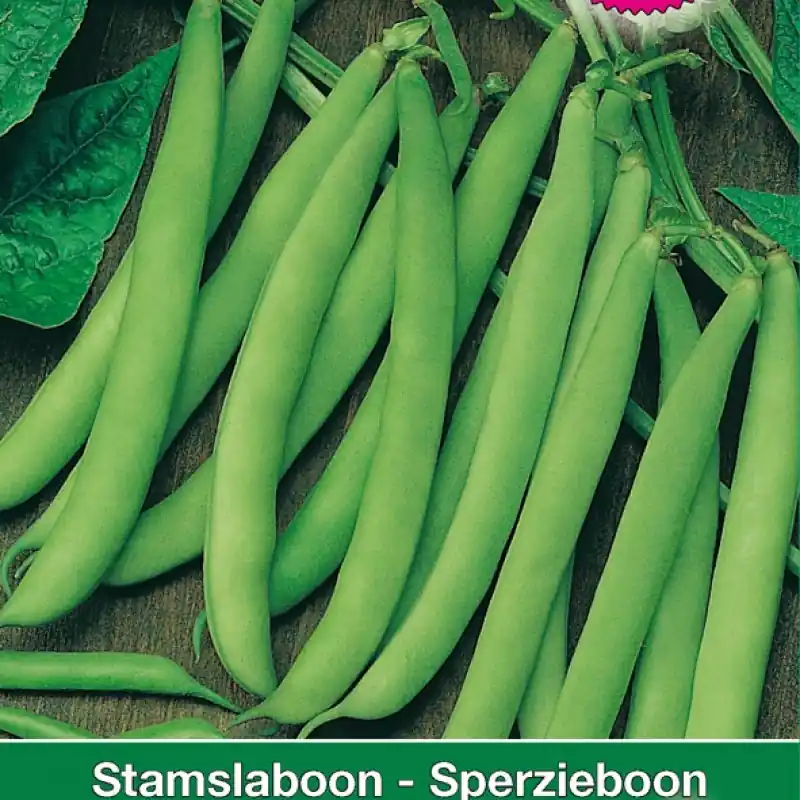 Alleen deze week | Stamslaboon Modesto, 30 gr. -zaden-