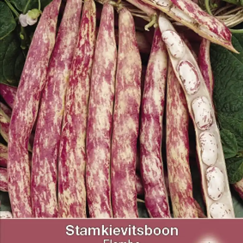 Koopje - Stamkievitsboon ‘Flambo‘ -zaden-