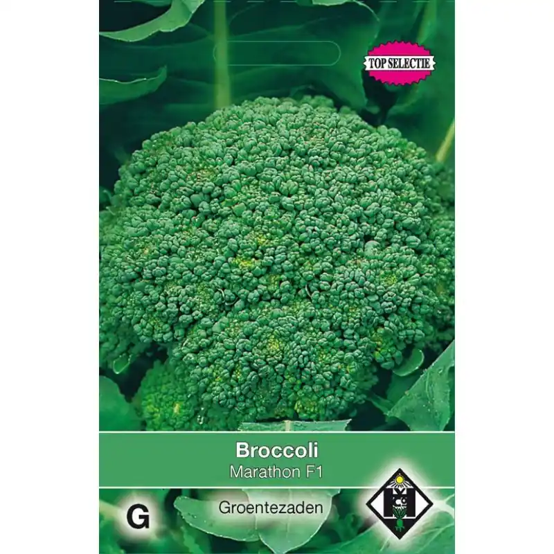 Broccoli, Brassica oleracea cymosa ‘Marathon F1‘ -zaden- | Zojuist toegevoegd