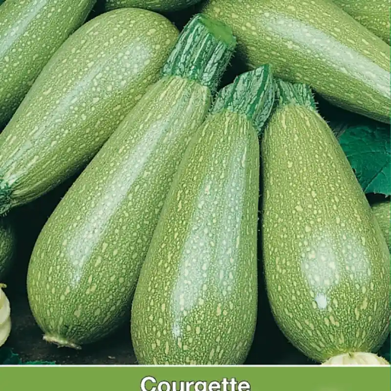 Courgette, Lorea F1 -zaden- | Bestel vandaag