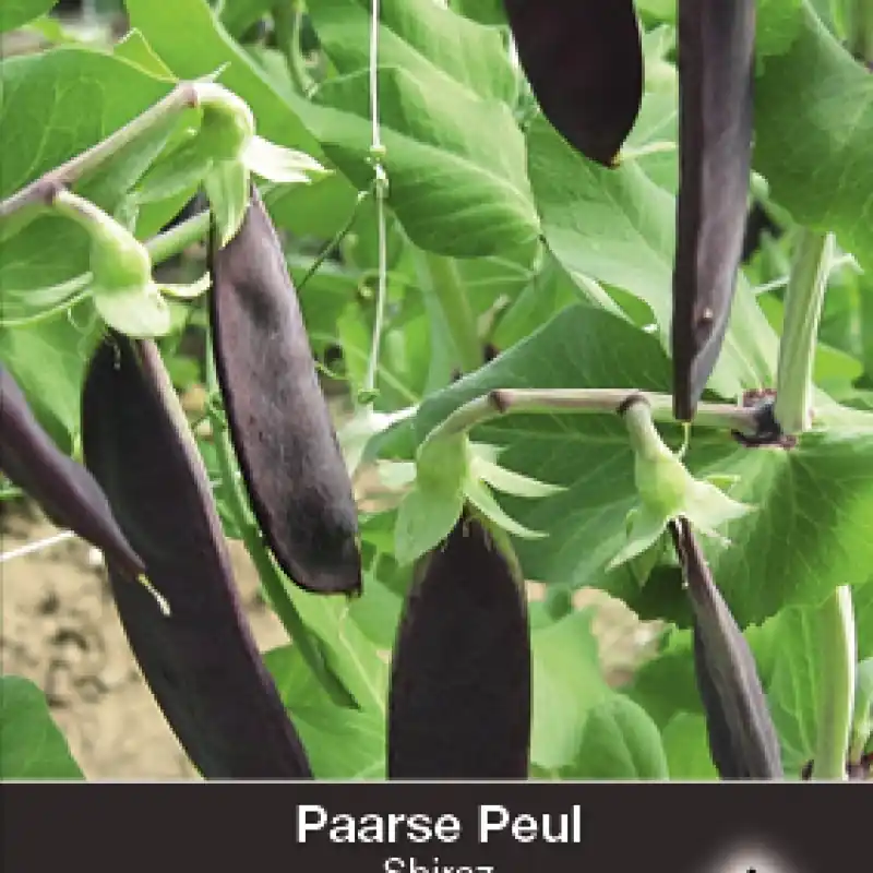 Aanbieding - Paarse peul, Pisium sativum ‘Shiraz‘ -zaden-