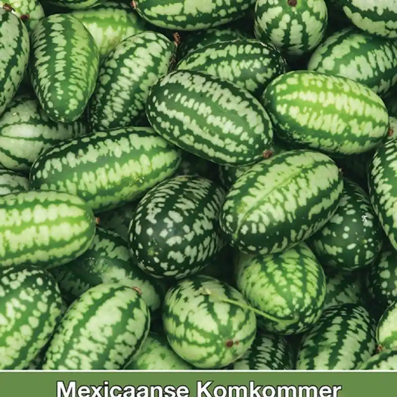 Uitverkoop - Mexicaanse Komkommer, Zehneria scabra -zaden-
