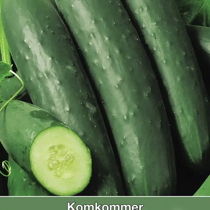 Trending - Komkommer, Cucumis sativus Sonja -zaden-
