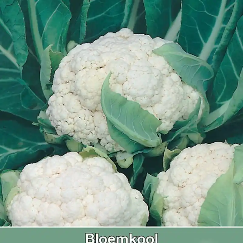 Bloemkool, Brassica oleracea botrytis ‘Neckarperle‘ -zaden- - Bestelbaar