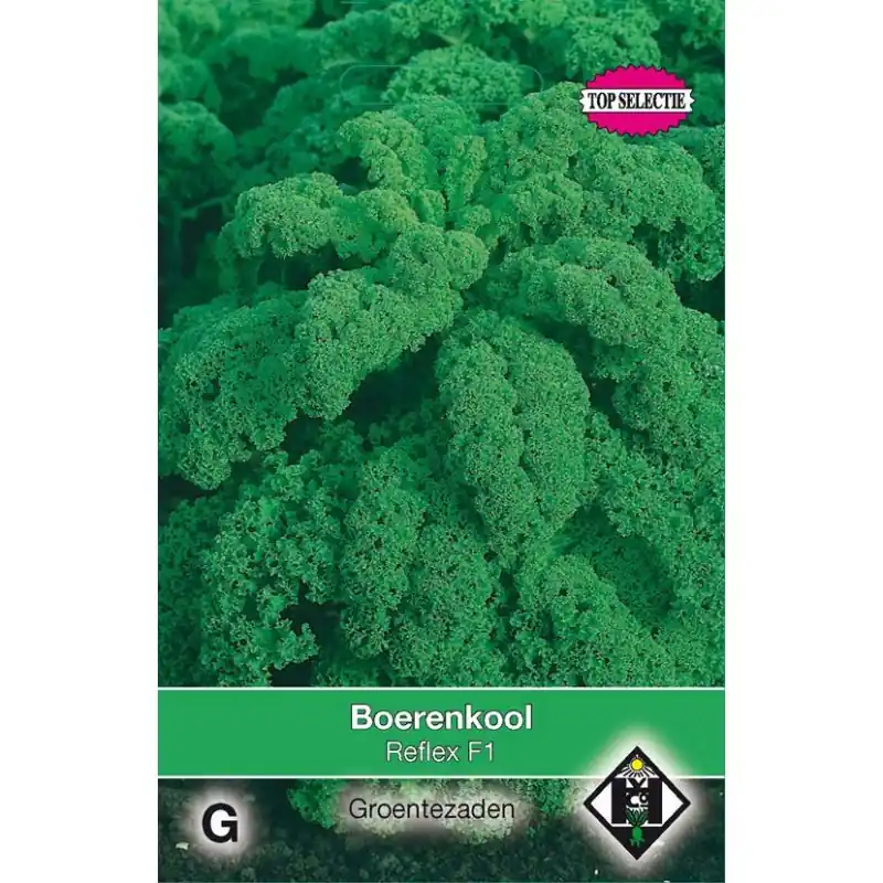 Boerenkool, Brassica oleracea sabellica ‘Reflex F1‘ -zaden- | Net toegevoegd