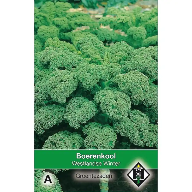 Boerenkool, Brassica oleracea sabellica ‘Westlandse Winter‘ -zaden- | Speciale aanbieding