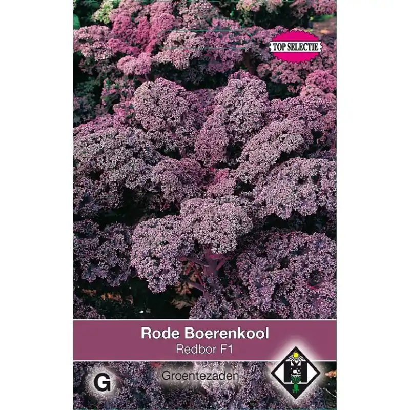 Rode boerenkool, Brassica oleracea sabellica ‘Red Bor F1‘ -zaden- - Topkwaliteit
