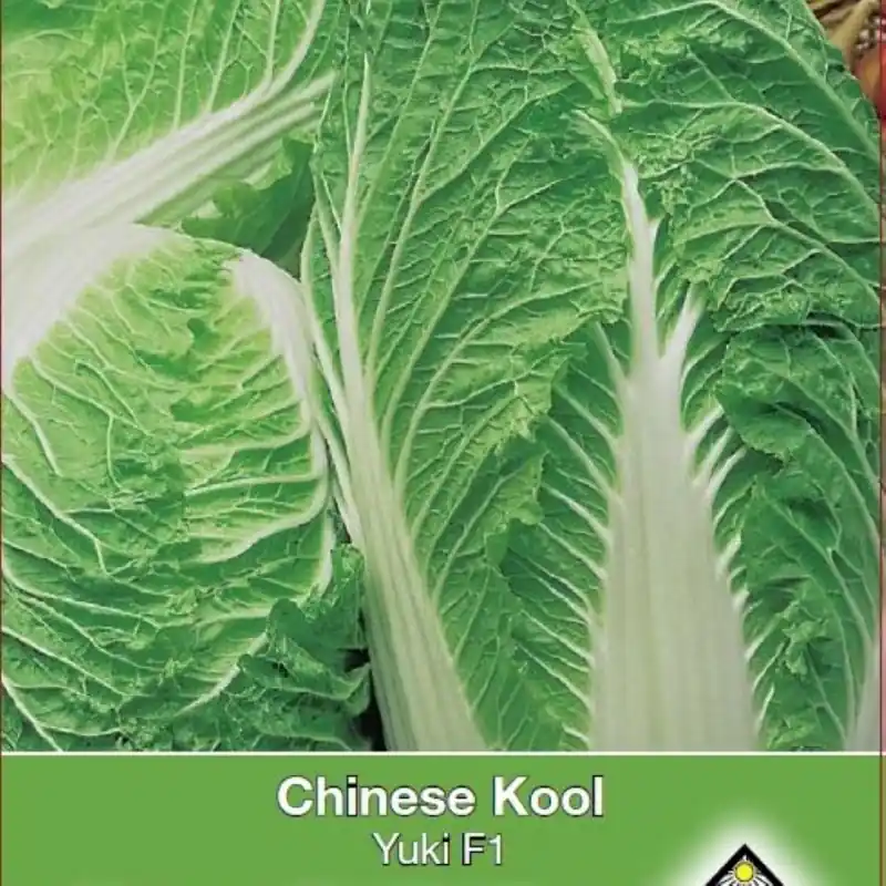 Flitsaanbieding | Chinese kool, Brassica pekinensis ‘Yuki F1‘ -zaden-