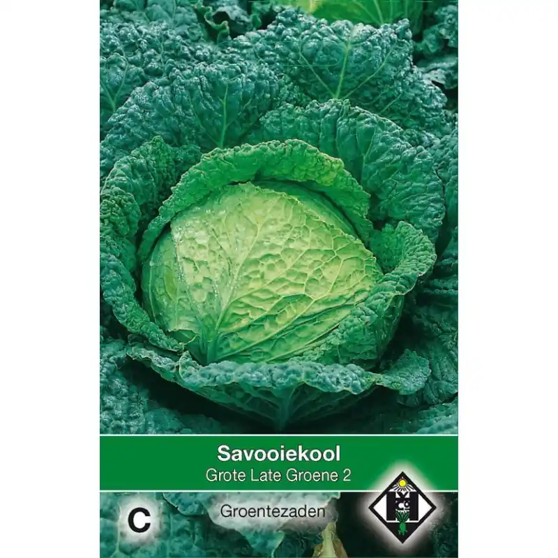 Favoriet van klanten | Savooiekool, Brassica oleracea sabauda ‘Grote Late Groene 2‘ -zaden-
