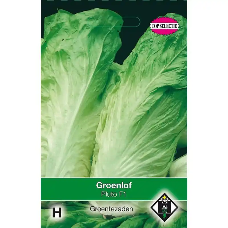 Groenlof, Cichorium intybus foliosum ‘Uranus F1‘ -zaden- | Nog maar een paar beschikbaar
