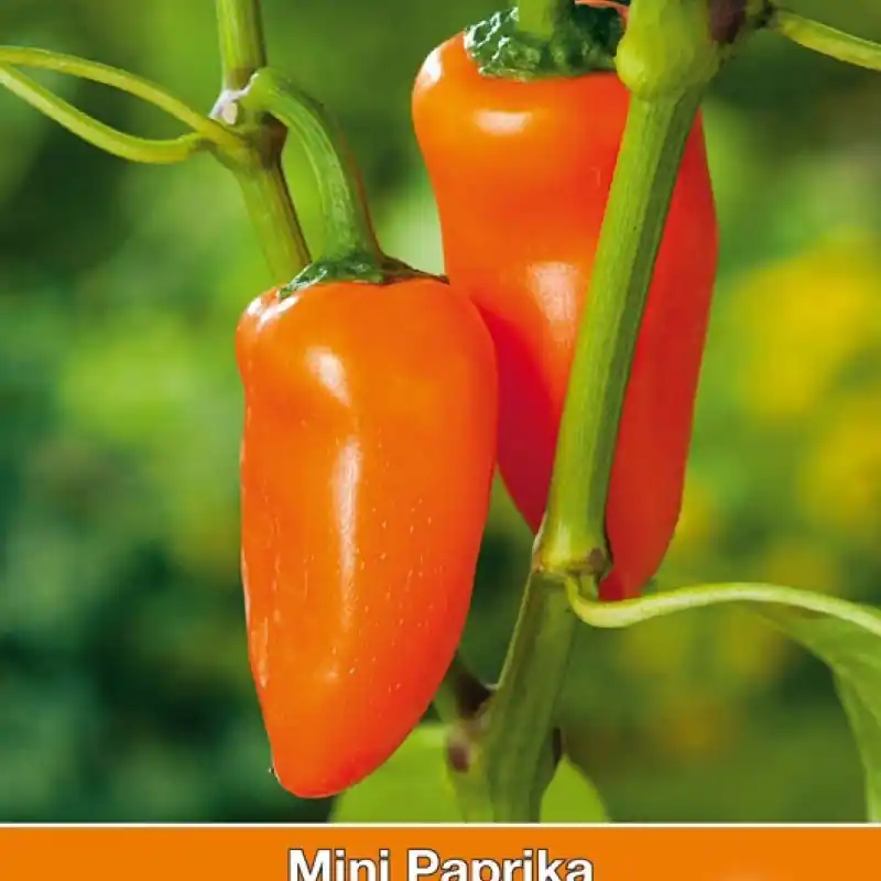 Populair bij klanten | Paprika, mini Capsicum annuum ‘Oranje Hamik‘ -zaden-