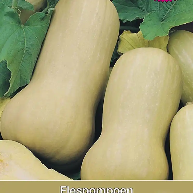 Trending | Flespompoen, Cucurbita moschata Butterscotch F1 -zaden-