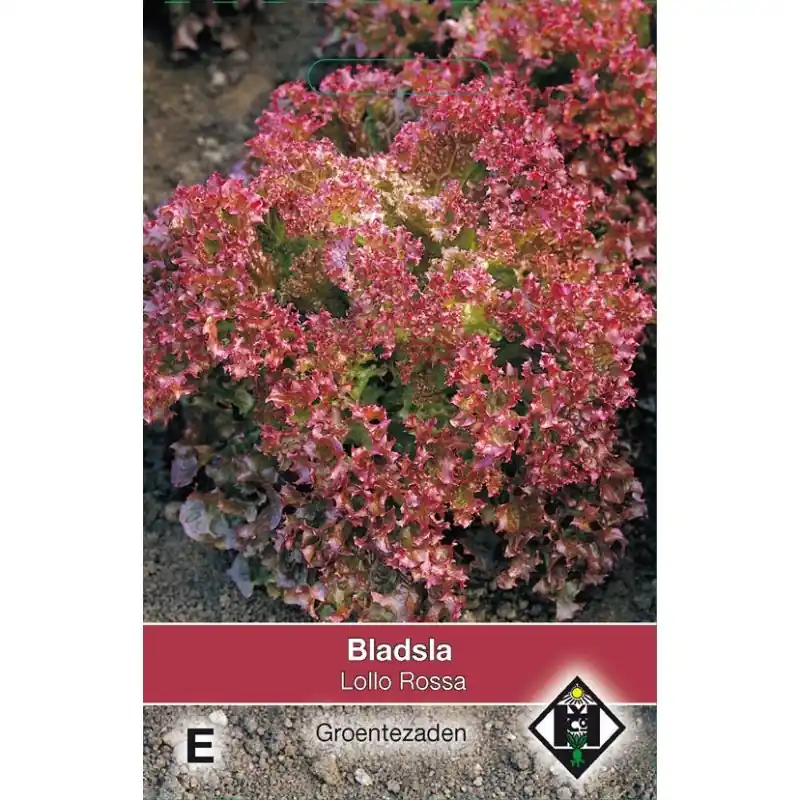 Speciale aanbieding | Bladsla Lollo Rossa, Lactuca sativa -zaden-