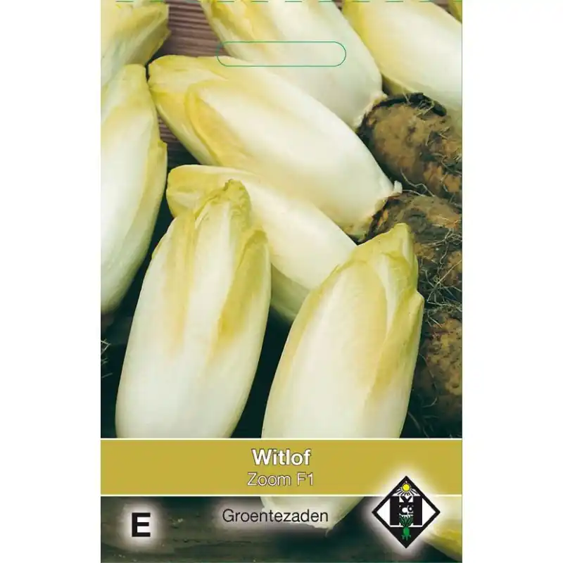 Witlof, ‘Cichorium intybus, ‘Bingo F1‘ -zaden- - Speciale deal