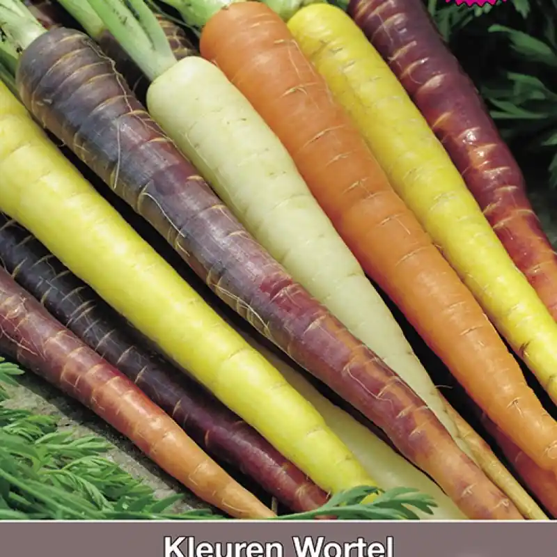Kleuren Wortel, Daucus carota Regenboog Mengsel F1 -zaden- - Expreslevering