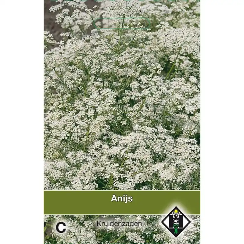 Anijs / Pimpinella anisem -zaden- - Net binnen