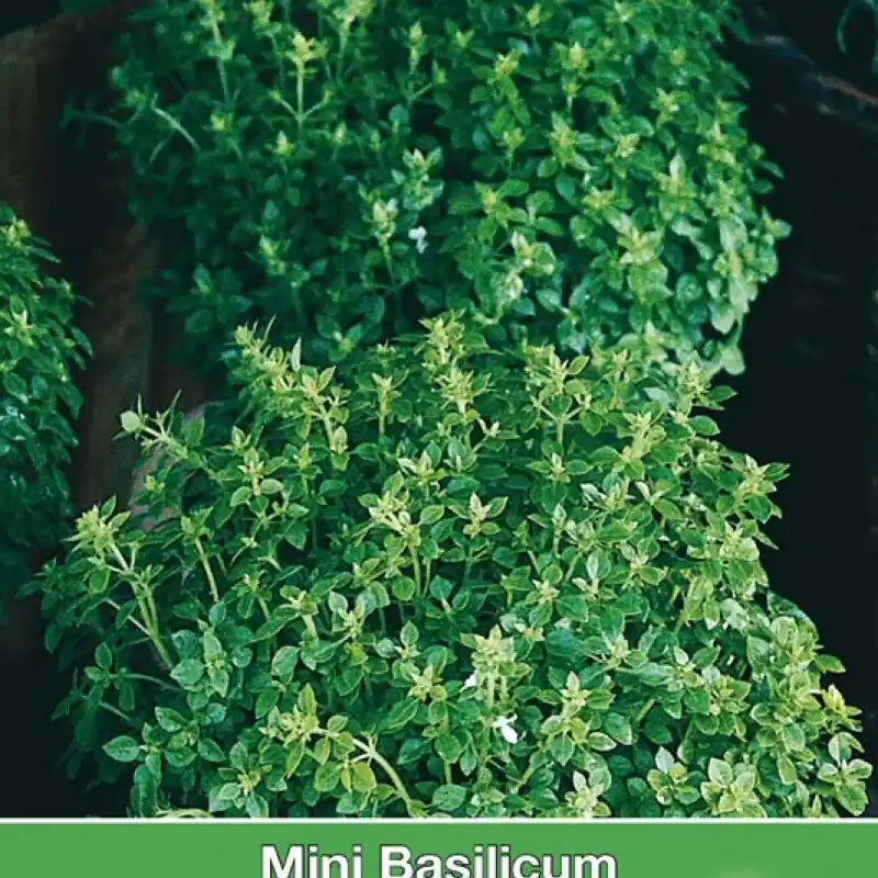 Mini Basilicum, Ocimum basilicum ‘Pistou‘ -zaden- | Snelle verzending