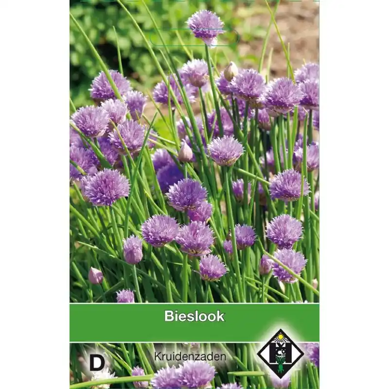 Bieslook / Allium schoenoprasum -zaden- - Populair