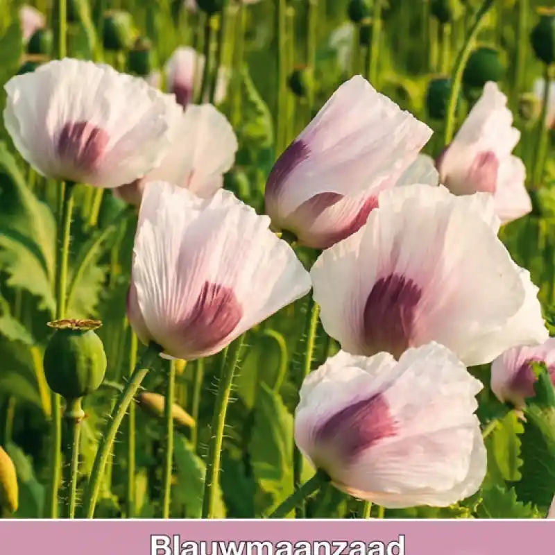 Blauwmaanzaad, Papaver somniferum -zaden- | Favoriet van klanten