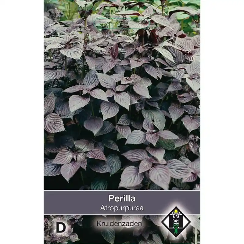 Uitverkoop | Perilla nankinensis ‘Atropurpurea Laciniata‘ -zaden-