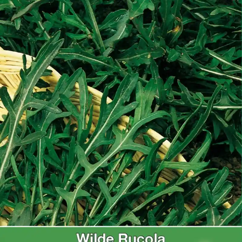 Tijdelijke actie | Wilde Rucola Sylvetta / Diplotaxis -zaden-