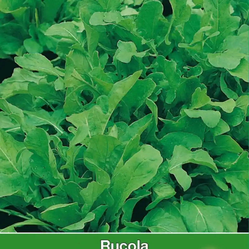 Rucola / Eruca sativa -zaden- - Snelle levering