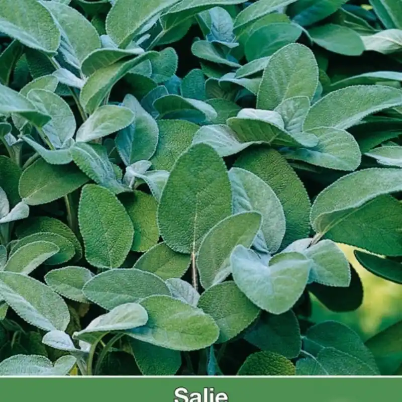 Veel gekozen - Salie / Salvia -zaden-