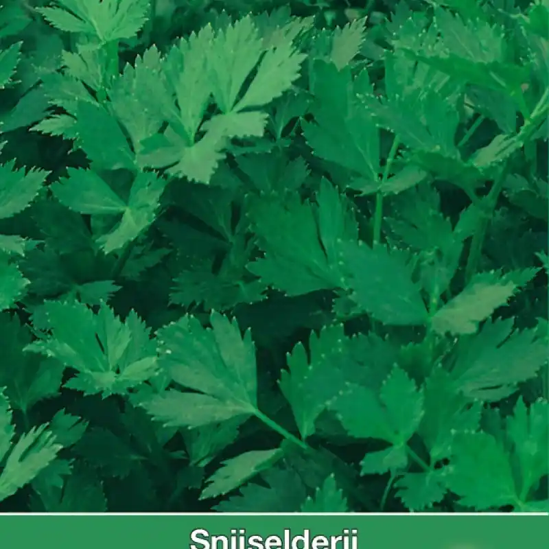 Selderij / Apium Gewone Snij -zaden- | Expreslevering