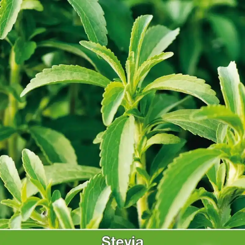 Stevia, Stevia rebaudiana -zaden- - Speciale aanbieding