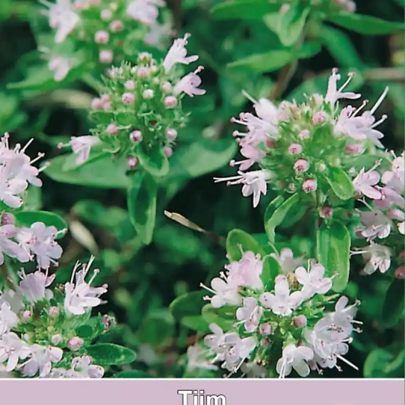 Tijm / Thymus -zaden- - Nu kopen