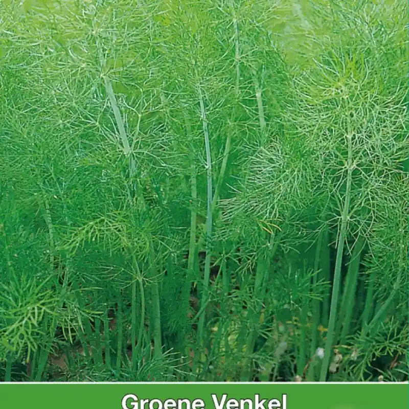 Groene Venkel / Foeniculum -zaden- - Aanbieding loopt bijna af