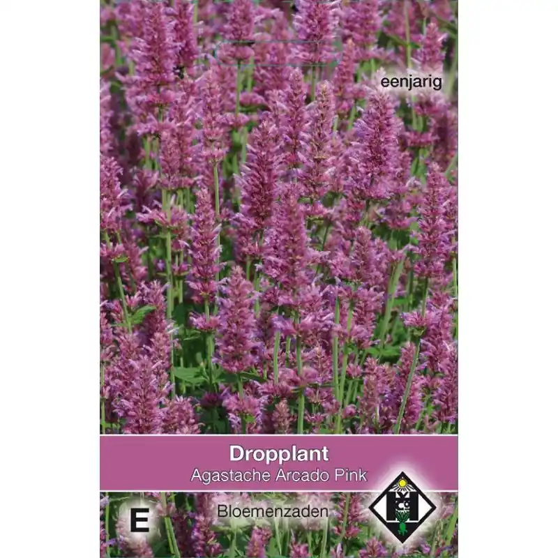 Agastache hybrida ‘Arcado Pink‘ -zaden- | Lage prijs