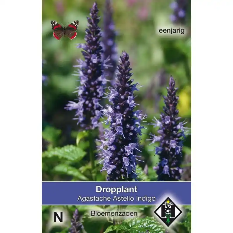 Extra voordeel - Agastache hybrida ‘Astello Indigo‘ -zaden-