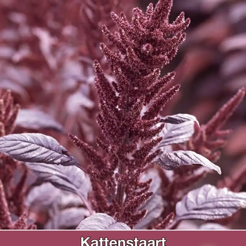 Amaranthus Velvet Curtains (Kattenstaart) -zaden- | Veilig betalen