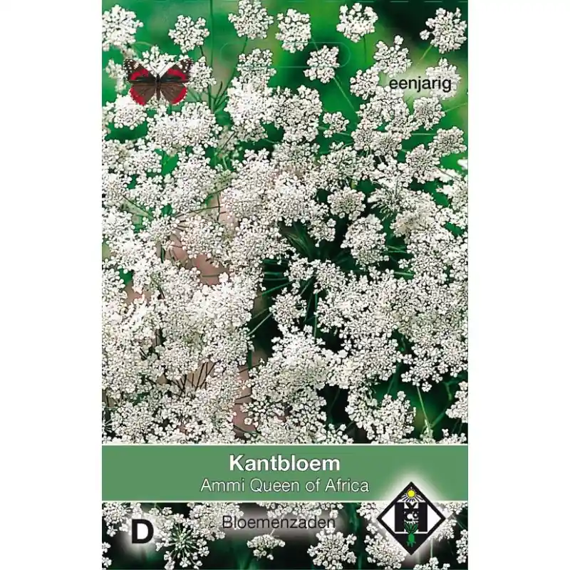 Ammi majus ‘Queen of Africa‘ -zaden- - Nog maar een paar beschikbaar