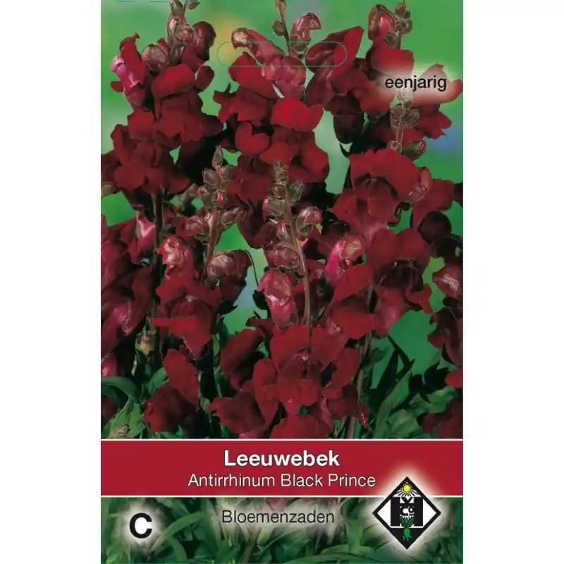 Antirrhinum majus nanum ‘Black Prince‘ -zaden- | Topprijs