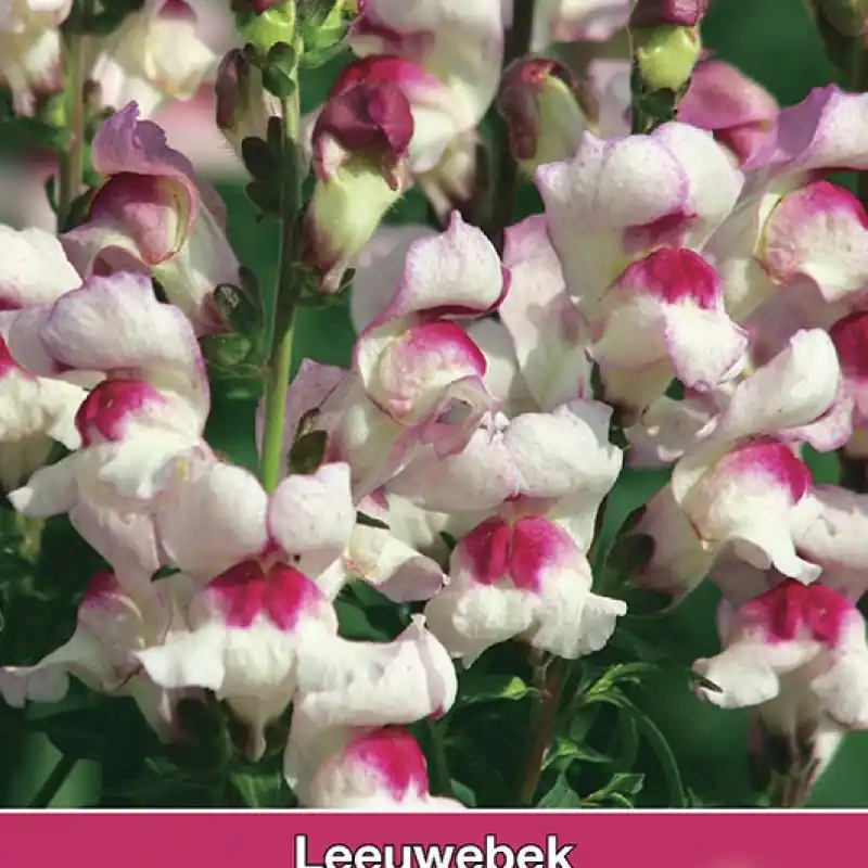 Antirrhinum majus ‘Lucky Lips‘ -zaden- | Topproduct
