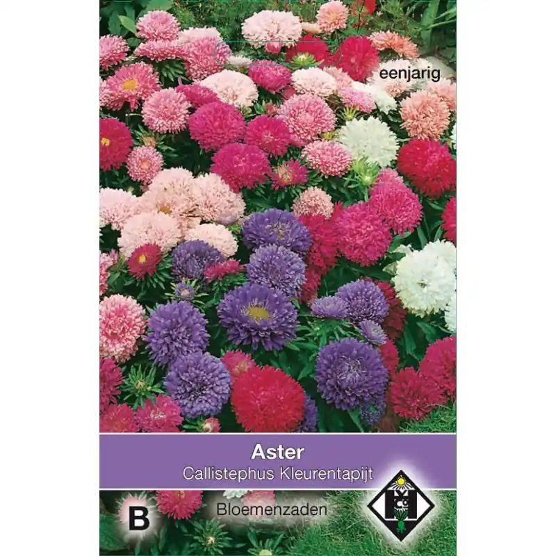 Aster chinensis ‘Kleurentapijt‘ -zaden- | Voordelig