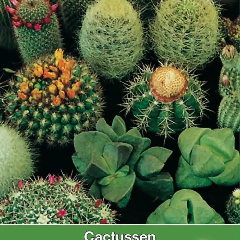 Cactusmengsel -zaden- - Veel voordeel