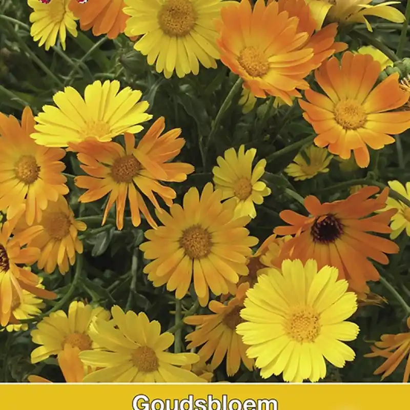Calendula officinalis Simplicity (Goudsbloem) -zaden- - Korting
