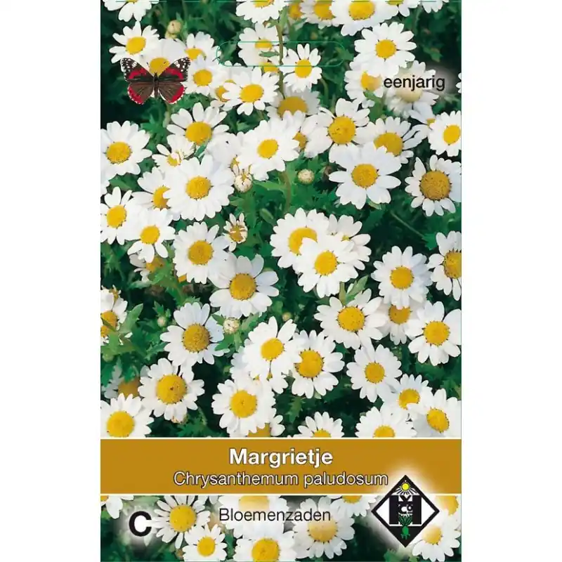 Favoriet van klanten - Chrysanthemum paludosum -zaden-