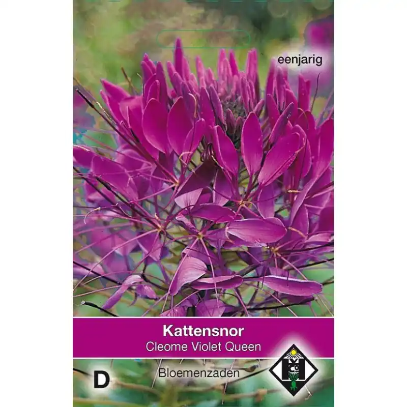 Online bestellen | Cleome hassleriana ‘Violet Queen‘ -zaden-