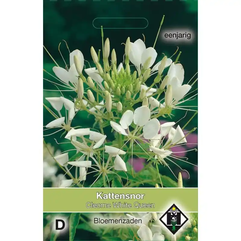 Topdeal | Cleome hassleriana ‘White Queen‘ -zaden-