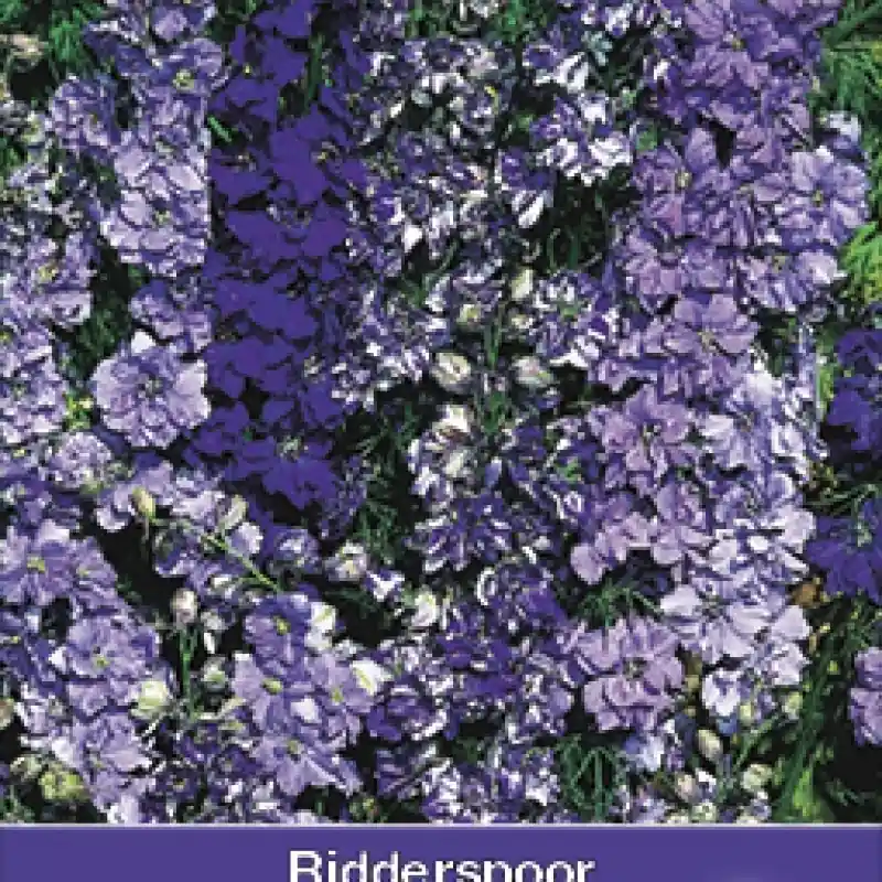 Consolida ajacis ‘Blauw Boeket‘ -zaden- | Speciale aanbieding