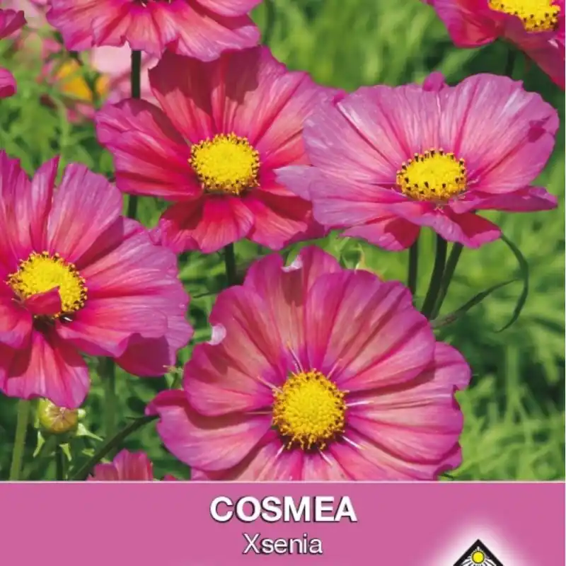 Goed beoordeeld | Cosmos bipinnatus ‘Xsenia‘ -zaden-