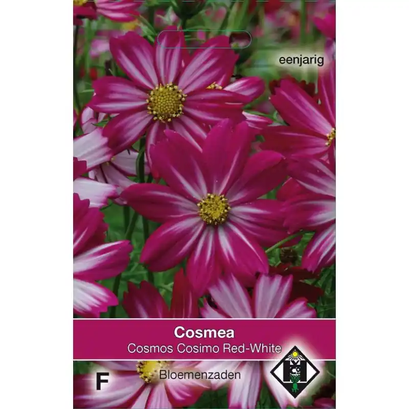 Snelle verzending | Cosmos bipinnatus ‘Cosimo Red-White‘ -zaden-
