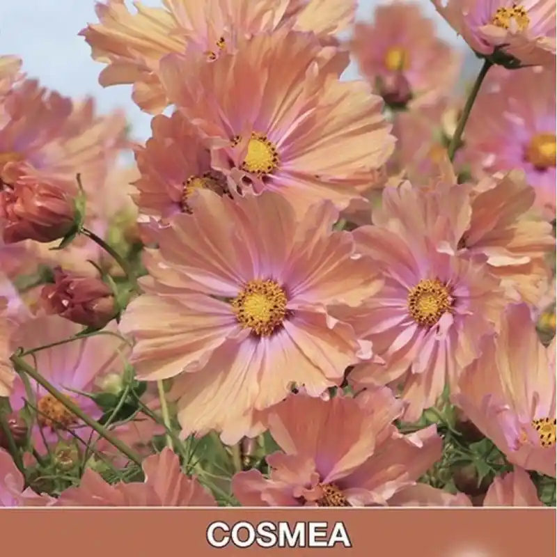 Nu beschikbaar | Cosmos bipinnatus ‘Apricotta‘ -zaden-