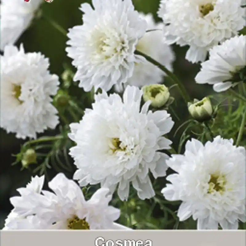 Cosmos bipinnatus ‘Snow Puff‘ -zaden- - Voorraad bijna op