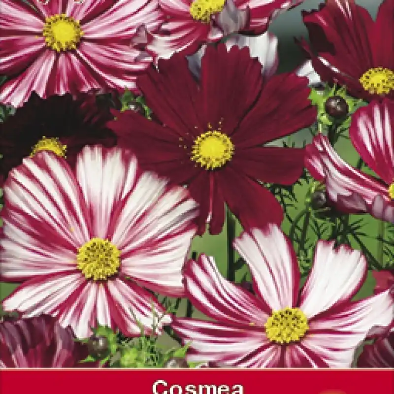 Populair - Cosmos bipinnatus ‘Velouette‘ -zaden-